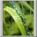 Coenagrion puella - Hufeisen-Azurjungfer Variante 01 keine pulchellum.jpg